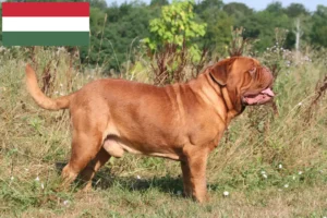 Lees meer over het artikel Dogue de Bordeaux fokkers en pups in Hongarije