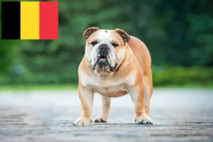 Lees meer over het artikel Engelse Bulldog fokkers en puppies in België