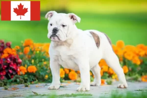 Lees meer over het artikel Engelse Bulldog fokkers en puppies in Canada