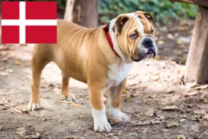 Lees meer over het artikel Engelse Bulldog fokkers en pups in Denemarken