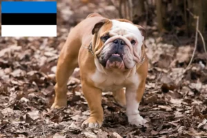 Lees meer over het artikel Engelse Bulldog fokkers en pups in Estland