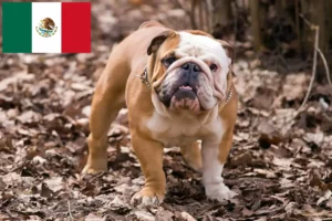 Lees meer over het artikel Engelse Bulldog fokkers en puppies in Mexico