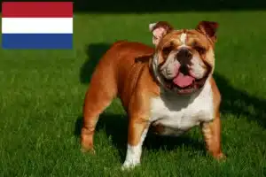 Lees meer over het artikel Engelse Bulldog fokkers en puppies in Nederland