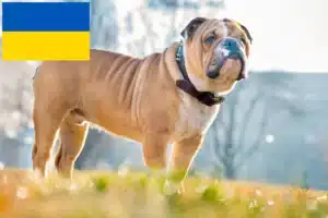 Lees meer over het artikel Engelse Bulldog fokkers en pups in Oekraïne