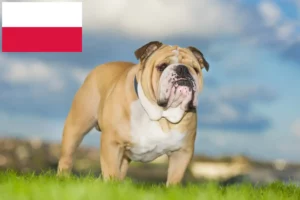 Lees meer over het artikel Engelse Bulldog fokkers en pups in Polen