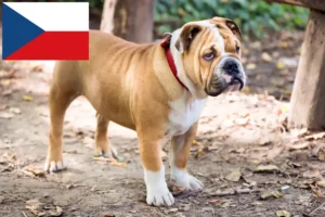 Lees meer over het artikel Engelse Bulldog fokkers en pups in Tsjechië