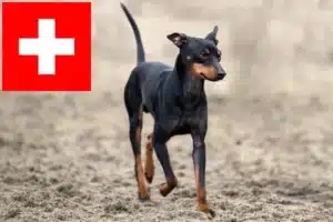 Lees meer over het artikel Engelse Toy Terrier fokkers en pups in Zwitserland