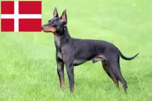 Lees meer over het artikel Engelse Toy Terrier fokkers en pups in Denemarken
