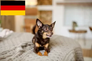 Lees meer over het artikel Engelse Toy Terrier fokkers en pups in Duitsland