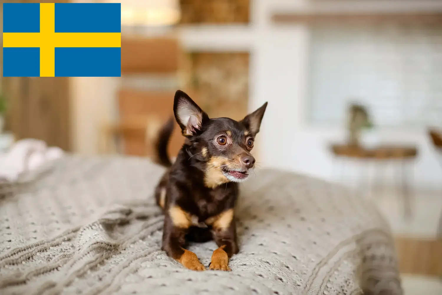 Lees meer over het artikel Engelse Toy Terrier fokkers en pups in Zweden