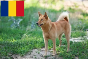 Lees meer over het artikel Finnspitz fokkers en pups in Roemenië