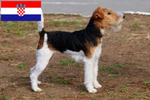 Lees meer over het artikel Fox Terrier fokkers en pups in Kroatië