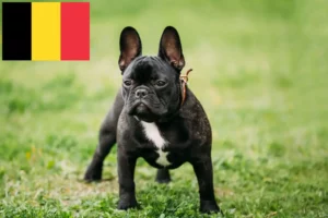 Lees meer over het artikel Franse Bulldog fokkers en puppies in België