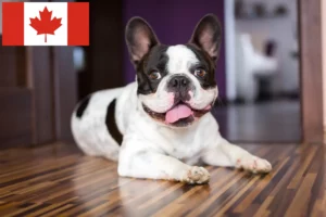 Lees meer over het artikel Franse Bulldog fokkers en puppies in Canada