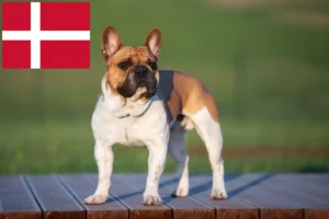 Lees meer over het artikel Franse Bulldog fokkers en pups in Denemarken