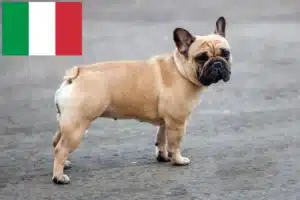 Lees meer over het artikel Franse Bulldog fokkers en puppies in Italië