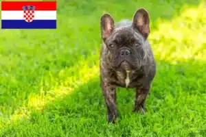 Lees meer over het artikel Franse Bulldog fokkers en puppies in Kroatië