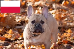 Lees meer over het artikel Franse Bulldog fokkers en puppies in Polen