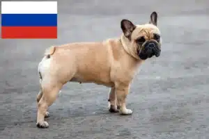 Lees meer over het artikel Franse Bulldog fokkers en puppies in Rusland