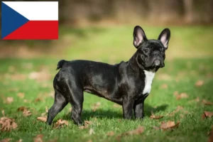 Lees meer over het artikel Franse Bulldog fokkers en puppies in Tsjechië