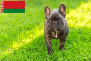 Lees meer over het artikel Franse Bulldog fokkers en puppies in Wit-Rusland