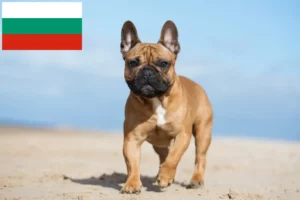 Lees meer over het artikel Franse Bulldog fokkers en puppies in Bulgarije