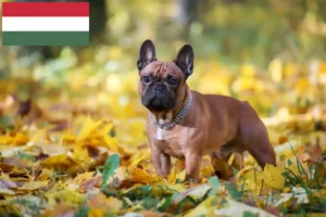 Lees meer over het artikel Franse Bulldog fokkers en puppies in Hongarije