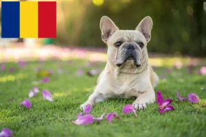 Lees meer over het artikel Franse Bulldog fokkers en puppies in Roemenië