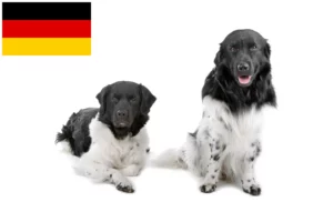 Lees meer over het artikel Friese Waterhond fokkers en pups in Duitsland
