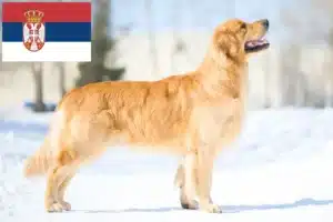 Lees meer over het artikel Golden Retriever fokkers en pups in Servië