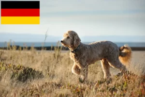 Lees meer over het artikel Goldendoodle fokkers en puppies in Duitsland