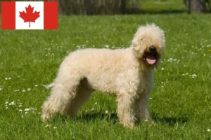 Lees meer over het artikel Ierse Soft Coated Wheaten Terrier Fokkers en Puppies in Canada