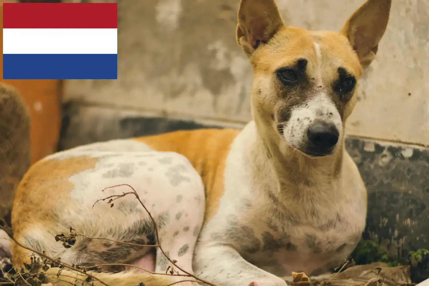 Lees meer over het artikel Indiase pariahondenfokkers en puppies in Nederland