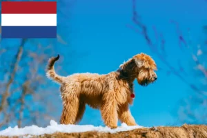 Lees meer over het artikel Ierse Soft Coated Wheaten Terrier fokkers en puppies in Nederland