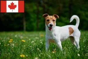 Lees meer over het artikel Jack Russell fokkers en puppy’s in Canada