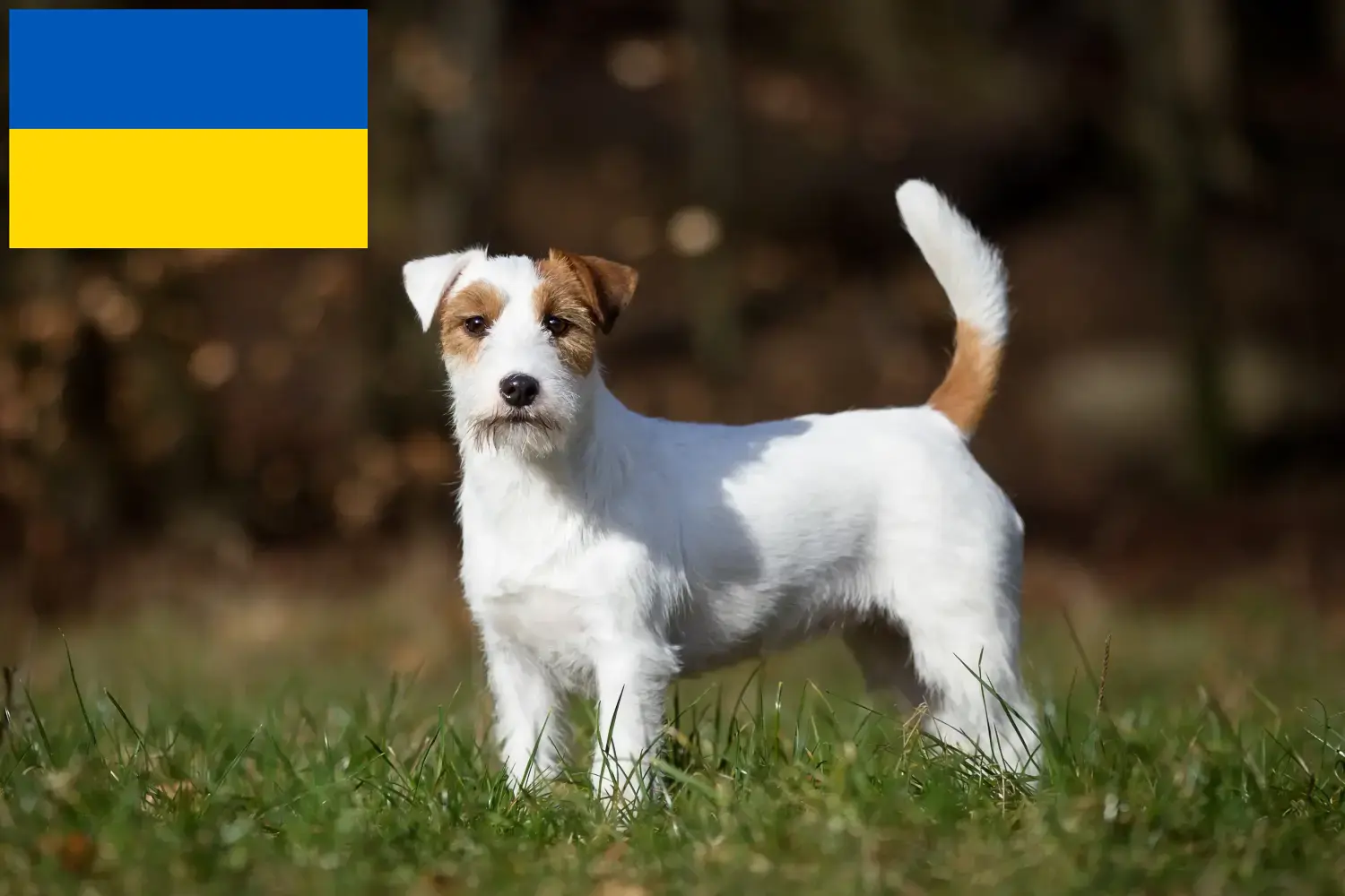 Lees meer over het artikel Jack Russell fokkers en puppy’s in Oekraïne