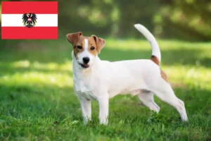 Lees meer over het artikel Jack Russell fokkers en puppy’s in Oostenrijk