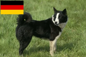 Lees meer over het artikel Karelische Berenhond fokkers en pups in Duitsland
