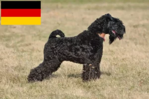 Lees meer over het artikel Kerry Blue Terrier fokkers en puppies in Duitsland