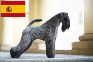 Lees meer over het artikel Kerry Blue Terrier fokkers en puppies in Spanje