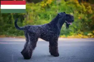 Lees meer over het artikel Kerry Blue Terrier fokkers en puppies in Hongarije