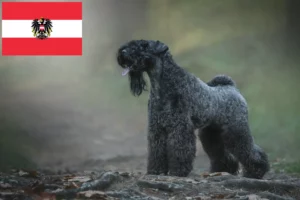 Lees meer over het artikel Kerry Blue Terrier fokkers en puppies in Oostenrijk