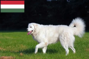 Lees meer over het artikel Kuvasz fokkers en pups in Hongarije