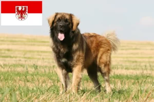 Lees meer over het artikel Leonberger fokkers en pups in Brandenburg