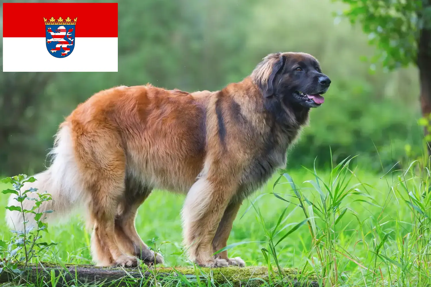 Lees meer over het artikel Leonberger fokkers en pups in Hessen