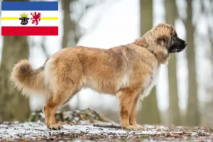 Lees meer over het artikel Leonberger fokkers en pups in Mecklenburg-Vorpommern