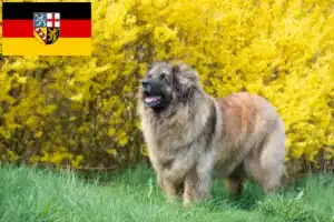 Lees meer over het artikel Leonberger fokkers en pups in Saarland