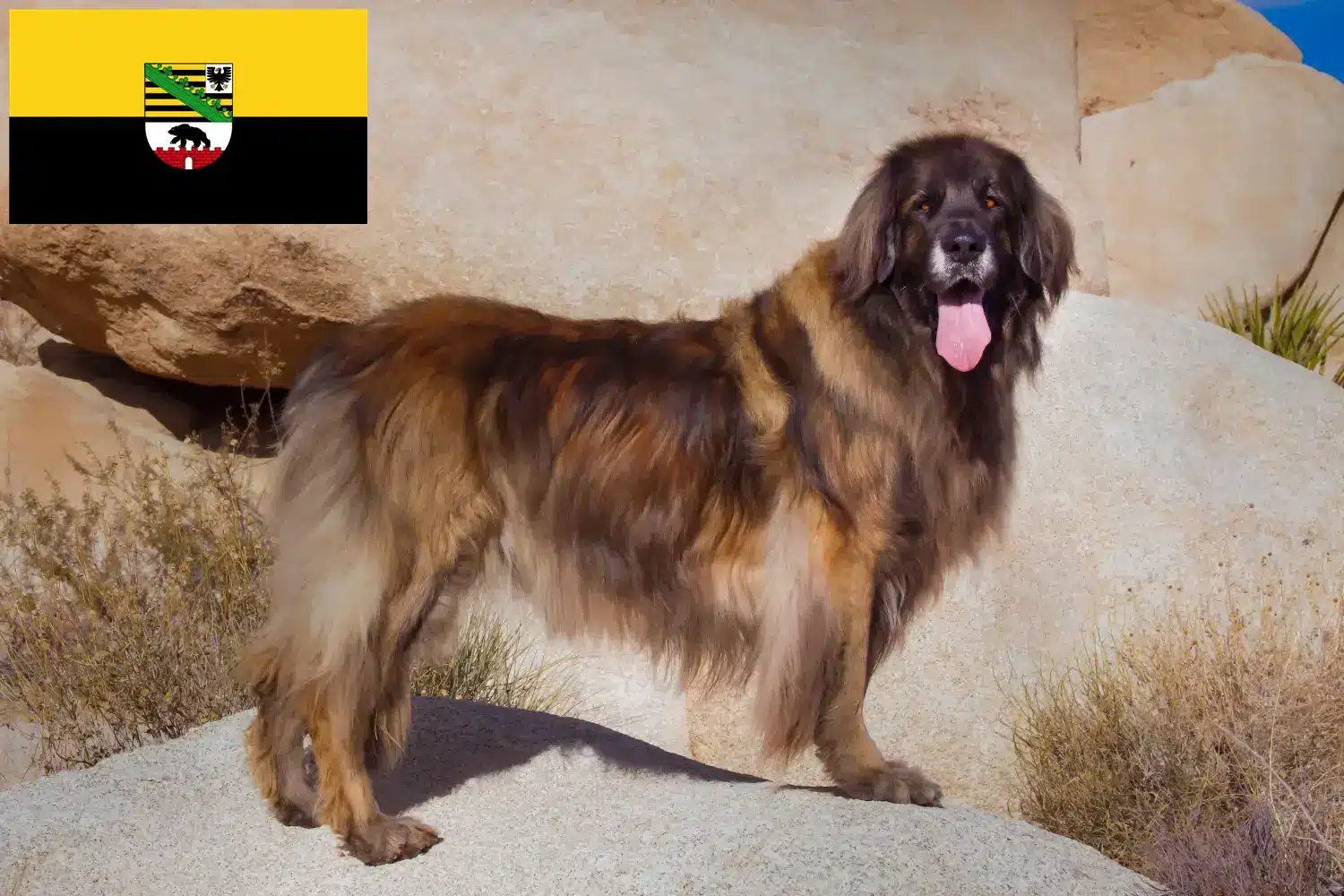 Lees meer over het artikel Leonberger fokkers en pups in Saksen-Anhalt