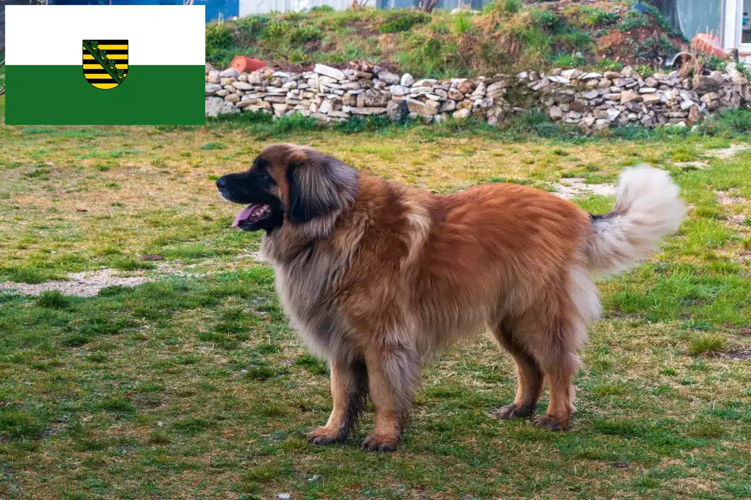 Lees meer over het artikel Leonberger fokkers en pups in Saksen