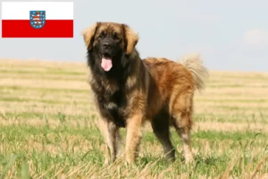 Lees meer over het artikel Leonberger fokkers en pups in Thüringen